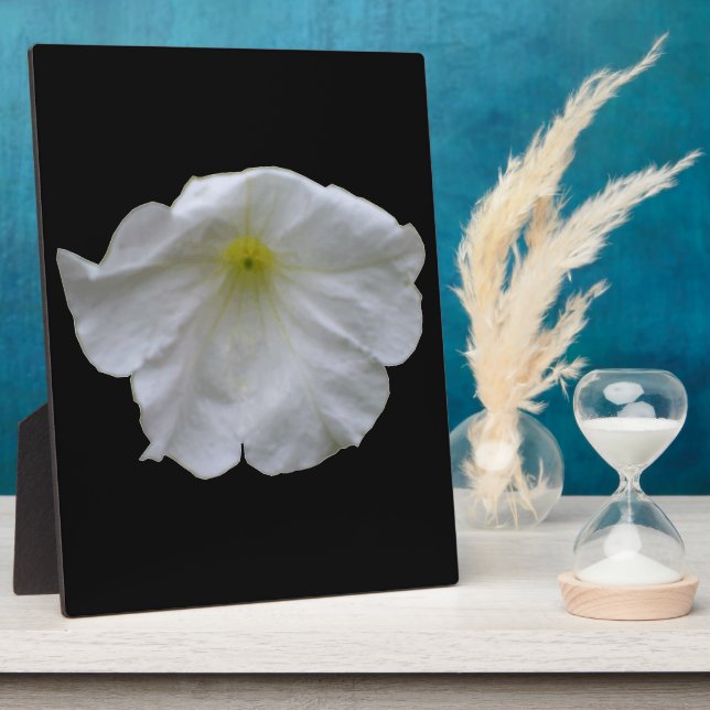 Photo Belle Pétunia Blanche Plaque (Côté)