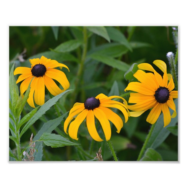 Photo Black Eyed- Susan (Devant)