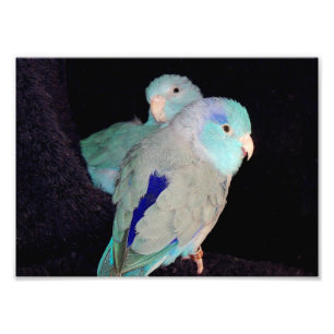 Photo bleue Pacifique de portrait d'inséparables