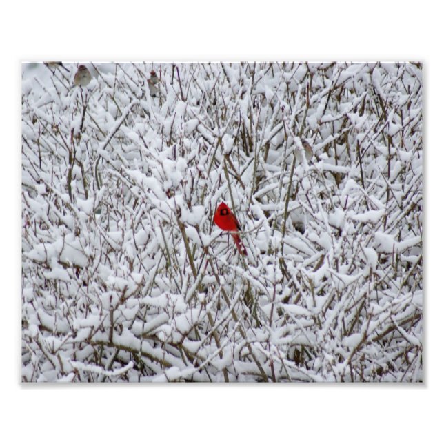Photo Brillant Cardinal ! Impression photographique 10x8 (Devant)
