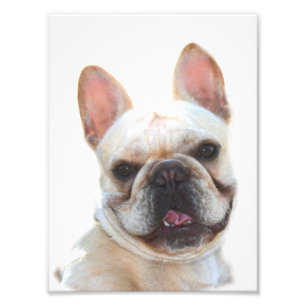 Photo bulldog française