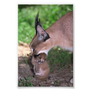 Photo - caracal