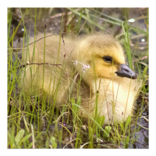 Photo Carré Baby Gosling