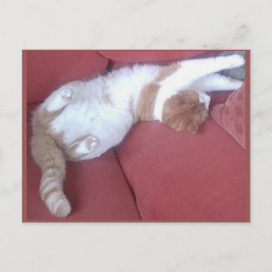 Photo Carte Postale 9 - Chat Nap 1 - Beauté animal