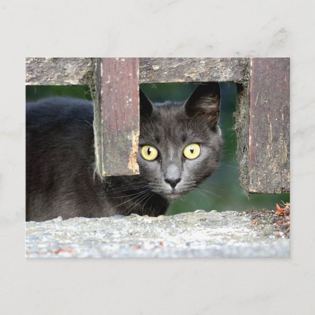 Photo cat, animal de compagnie, animaux . carte po (Devant)