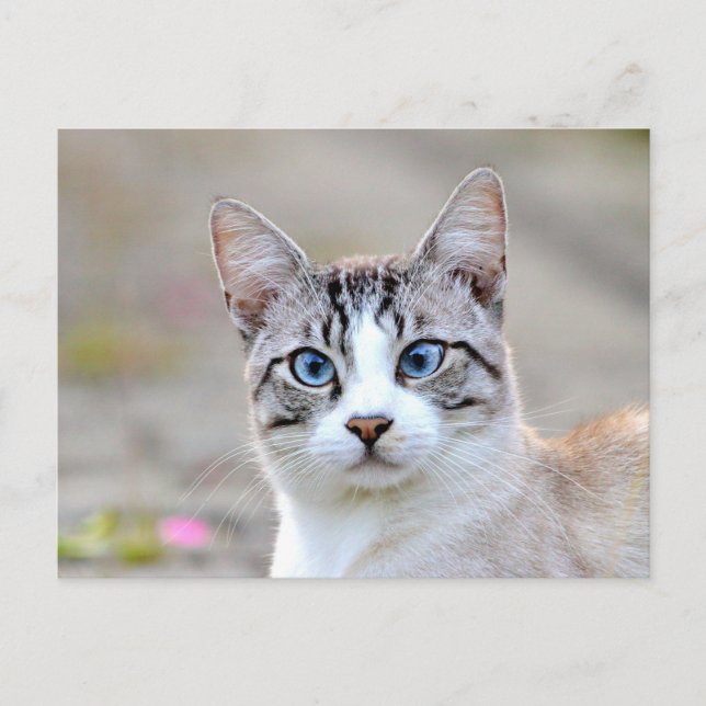 Photo cat, animal de compagnie, animaux . carte po (Devant)