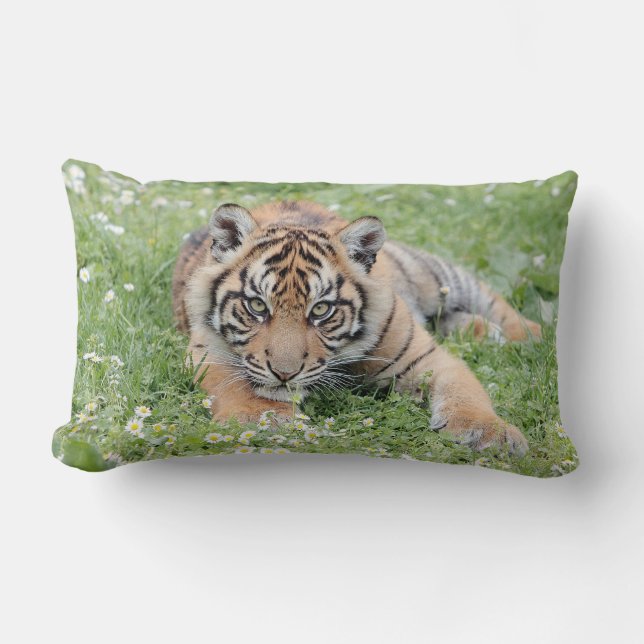 Photo chat tigre, animaux. Coussin décoratif (Recto)