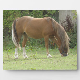 Photo Chestnut Brown Cheval Plaque de pâturage
