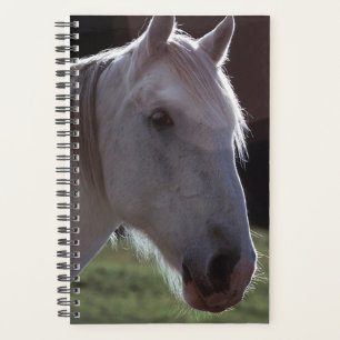 Photo Cheval de l'organisateur Equine Cheval Blanc
