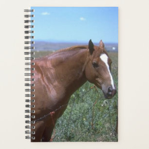 Photo Cheval de l'organisateur Equine Horse Pastur