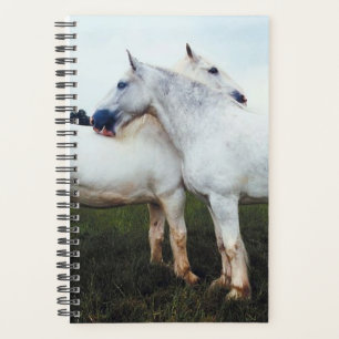 Photo Cheval Percherons Equins Se Cultivant L'Un L