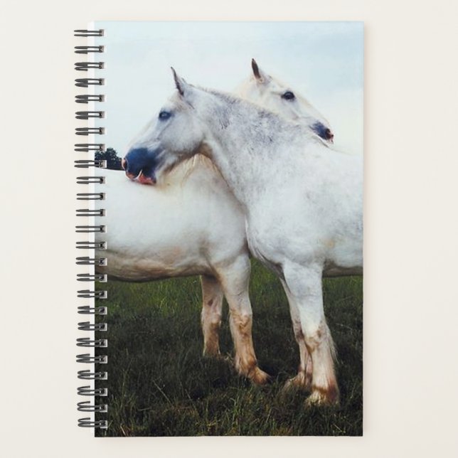 Photo Cheval Percherons Equins Se Cultivant L'Un L (Devant)