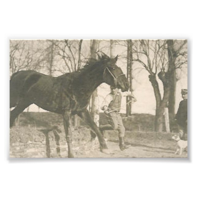 Photo Cheval vintage (Devant)