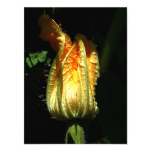 Photo Citrouille Blossom Photo, Impression Botanique