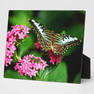 Photo Clipper sur la plaque Pentas 1