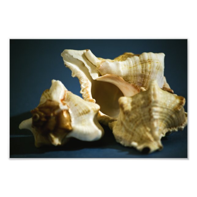 Photo Conch 3335 (Devant)
