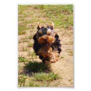 Photo courante de Yorkshire Terrier