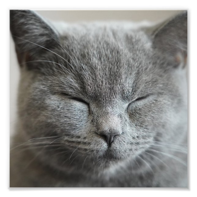 Photo Cute Gray Kitty Visage (Devant)