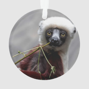 Photo d'animal de faune de lémur de Sefaka