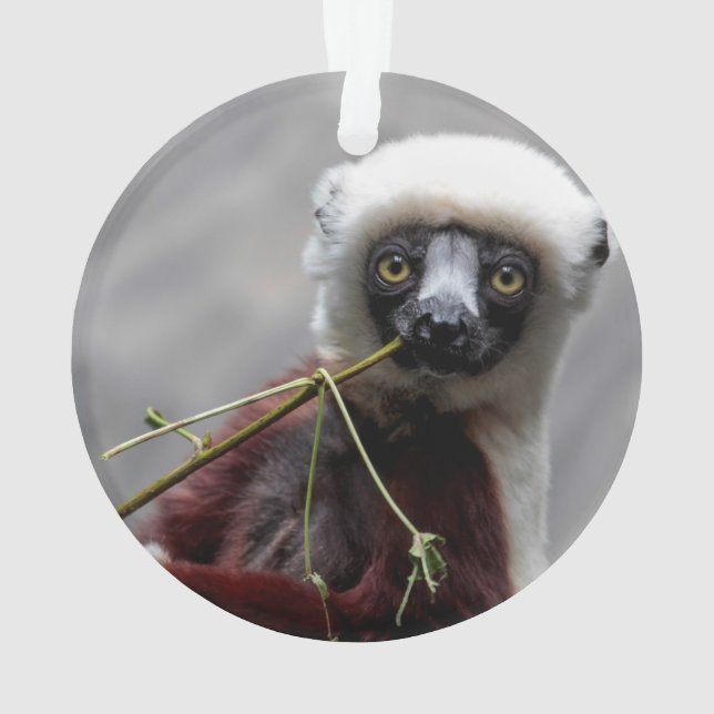Photo d'animal de faune de lémur de Sefaka (dos)