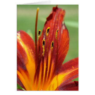 Photo Daylily Macro