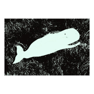 photo de baleine blanche