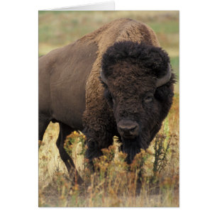 Photo de Bison