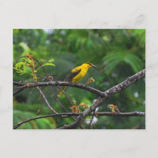 Photo de carte postale d'un loriot à cou noir sous