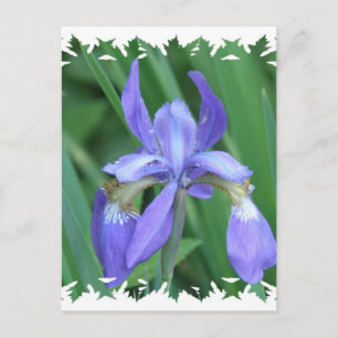 Photo de carte postale Iris