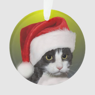 Photo de chat tuxedo personnalisé pour chant de No