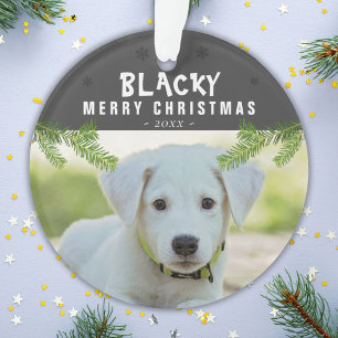 Photo de chien Branche de pin Flocons de neige Joy