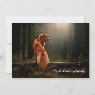 photo de chien carte de sympathie