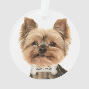 Photo de chien de Terrier Yorkshire d'or personnal