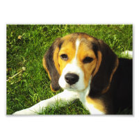 Photo de chiot Beagle