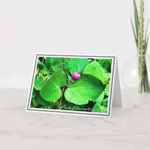 Photo De Clematis Rose Vibrant Et Carte De Foliage