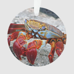 Photo de crabe