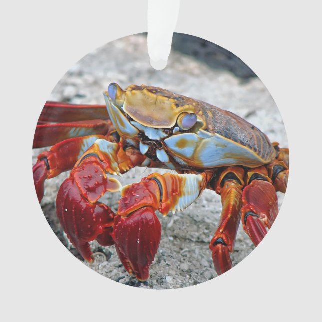 Photo de crabe (devant)