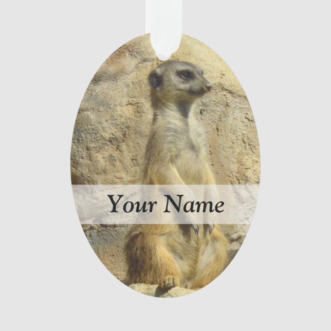 Photo de Cute meerkat (devant)