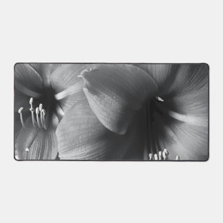 Photo de deux fleurs d'Amaryllis