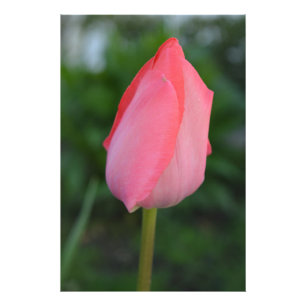 Photo de fleurs de tulipe rouge printemps.