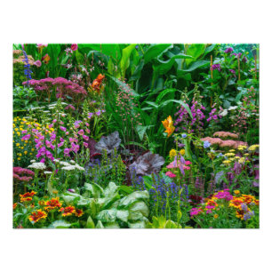 Photo de fleurs d'été dans un jardin de cottage an
