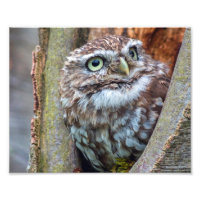 photo de hibou