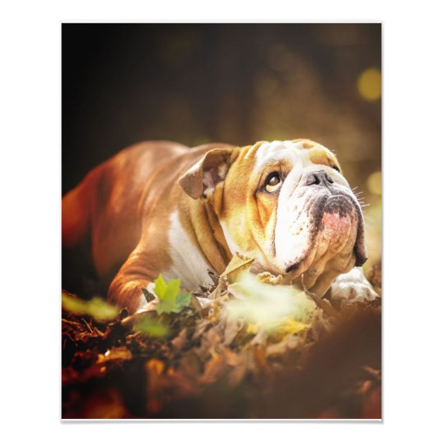 Photo de la forêt de Bulldog en anglais (Devant)
