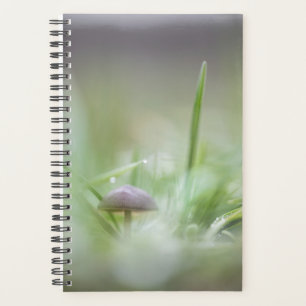 Photo de la nature des champignons