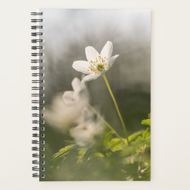 Photo de la nature des fleurs (Devant)