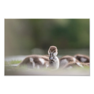 Photo de la nature du mignon poussette