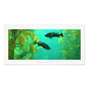 Photo de la nature "Oasis sous-marine"