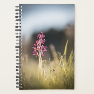Photo de la nature sauvage de l'orchidée