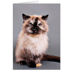 Photo de l'Himalaya de portrait de chat de tortue