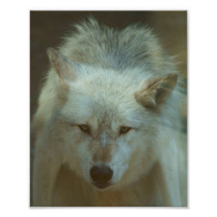 Photo de loup gris
